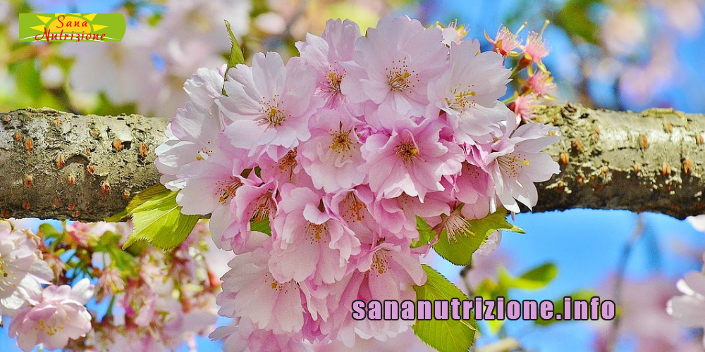 Cibo Nutrizione e Primavera