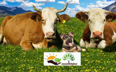 Proteine animali derivati e leggenda