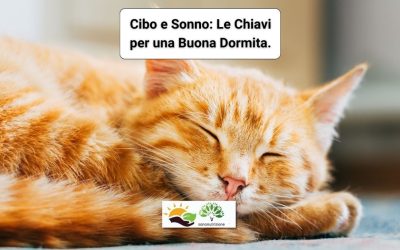 Cibo e Sonno: Le Chiavi per una Buona Dormita.